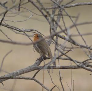 European Robin