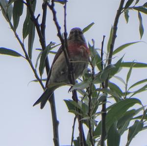 Eurasian Linnet