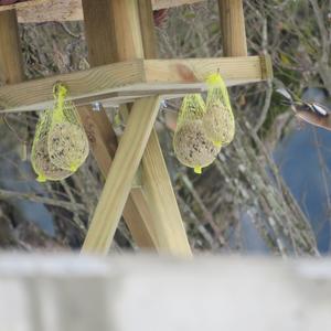 Eurasian Chaffinch