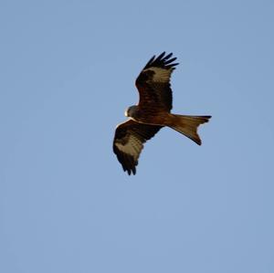 Red Kite