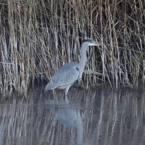 Grey Heron