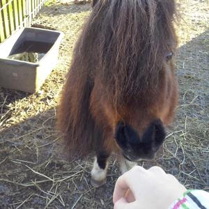 Shetland Pony