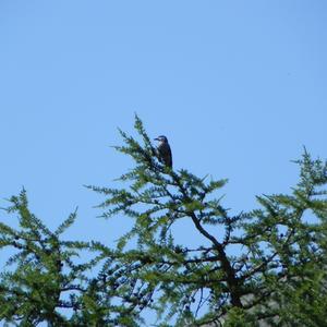 Spotted Nutcracker