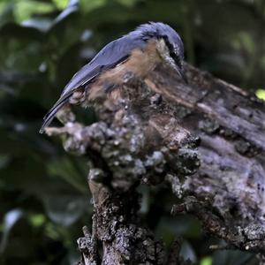 Wood Nuthatch