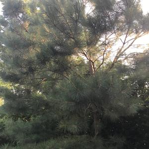 White Pine (Eastern)
