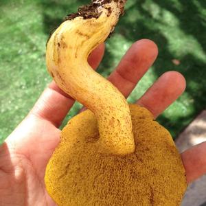 Jersey Cow Bolete