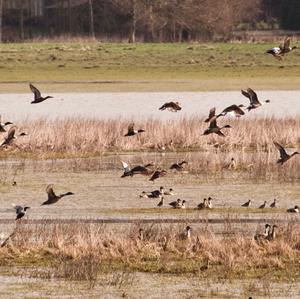 Northern Pintail