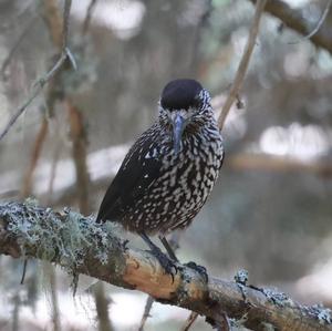 Spotted Nutcracker