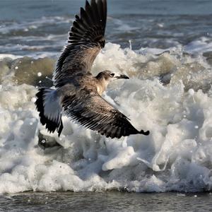 Laughing Gull