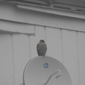 Peregrine Falcon