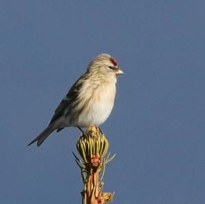 Common Redpoll