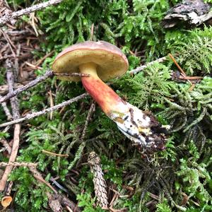 Red-cracked Bolete