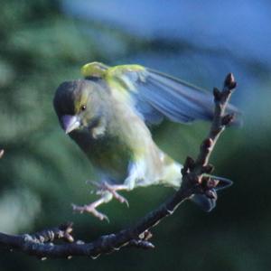 European Greenfinch