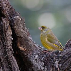 European Greenfinch