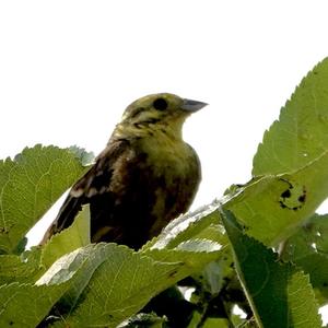 Yellowhammer