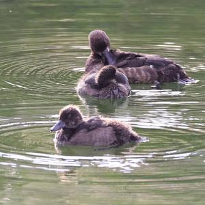 Tufted Duck