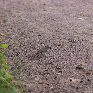 Black Redstart