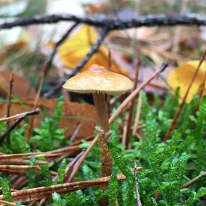 Deadly Galerina