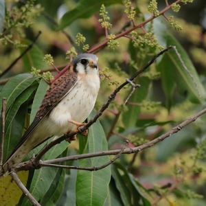 American Kestrel