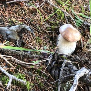 Summer Bolete