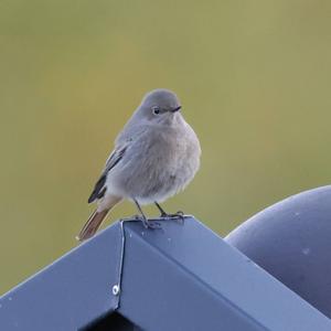 Black Redstart