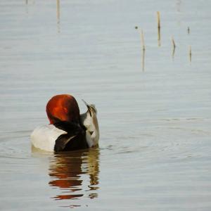 Eurasian Wigeon