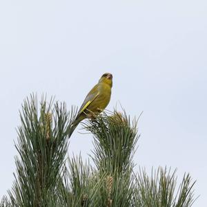 European Greenfinch