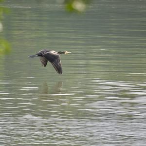 Great Cormorant