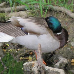 Mallard