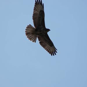 Common Buzzard