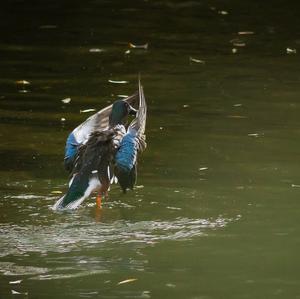 Northern Shoveler