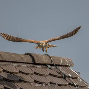 Common Kestrel