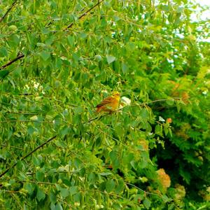 Yellowhammer