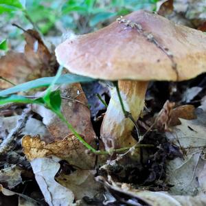 Larch Suillus