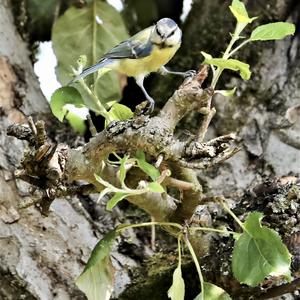 Blue Tit