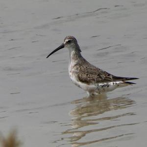 Curlew Sandpiper