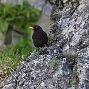 Eurasian Blackbird