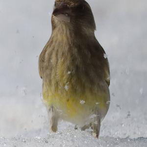 European Greenfinch