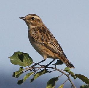 Whinchat