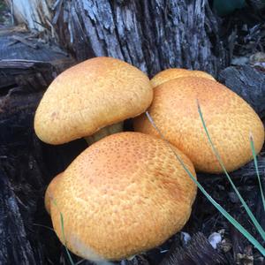 Golden Pholiota