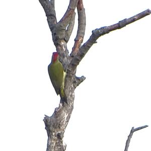 Eurasian Green Woodpecker