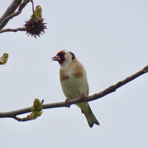 European Goldfinch