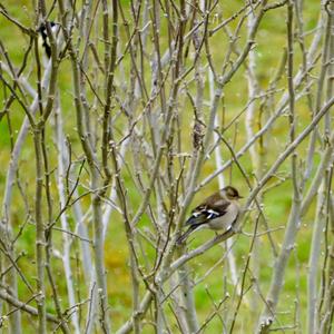 Eurasian Chaffinch