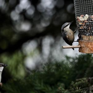 Wood Nuthatch