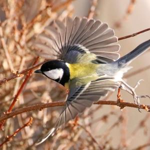 Great Tit