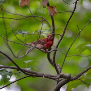 Purple Finch