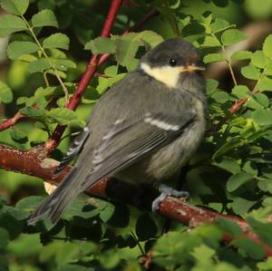 Coal Tit