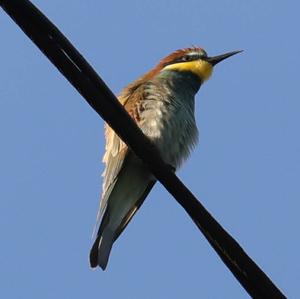 European Bee-eater