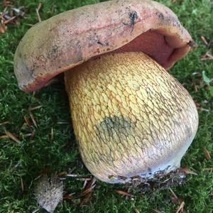 Lurid Bolete