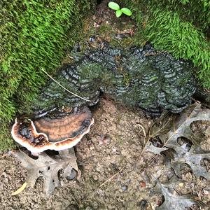 Resinous Polypore